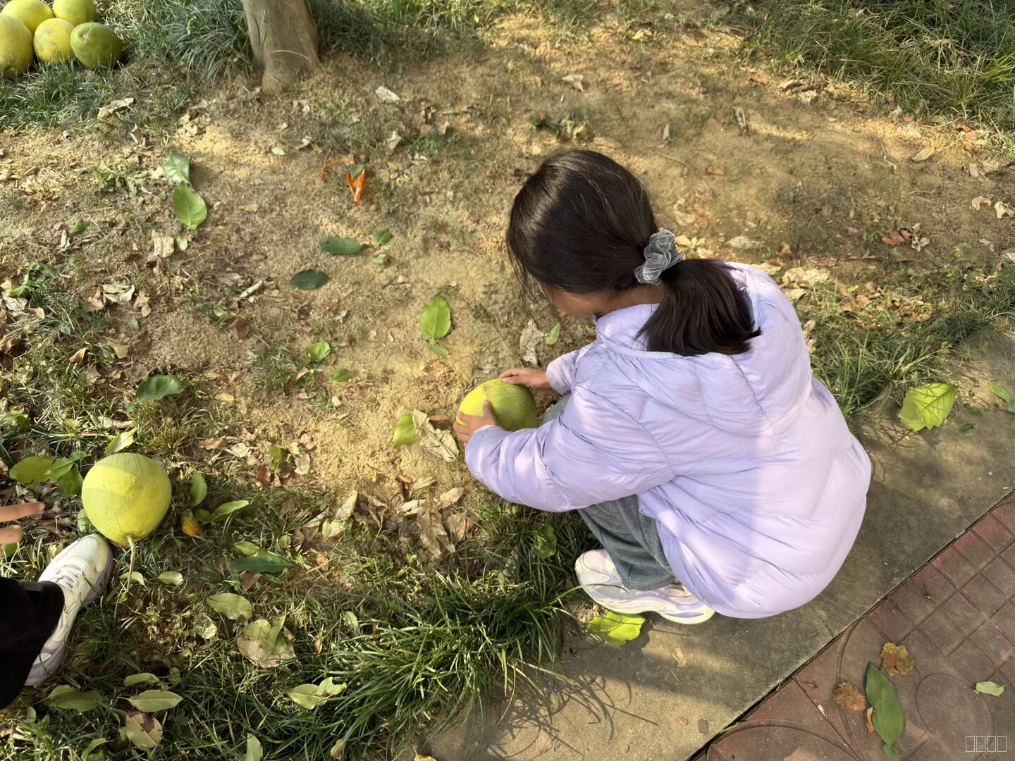 拾香橼.png 拾香橼.png