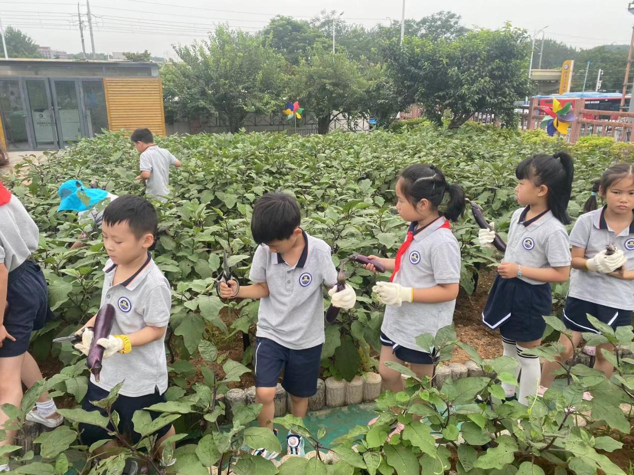 【湖畔·学生活动】创新实践在自然 劳动研学促成长——栖霞区劳动教育月金陵小学（仙林湖校区）生态园研学活动_html_m35112a22.jpg