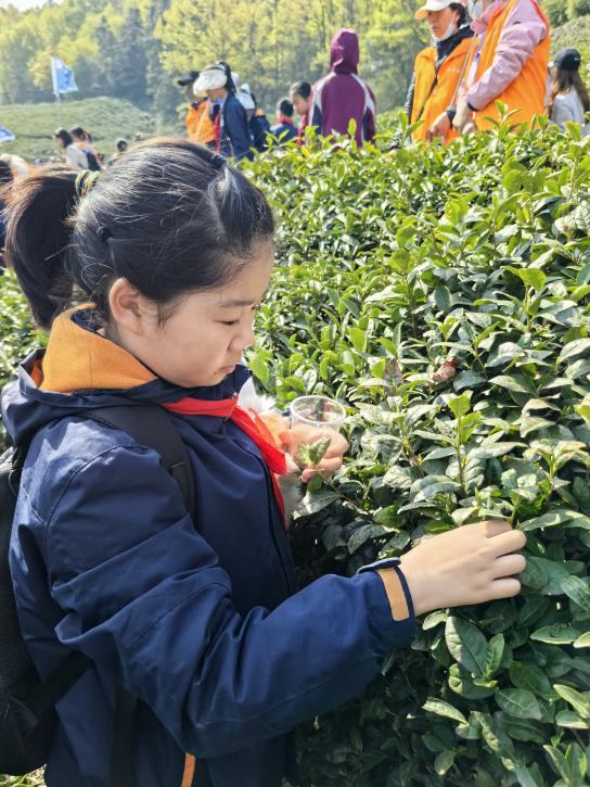 【湖畔·学生活动】走进春天 走进茶香 走进信仰——金陵小学（仙林湖校区）六年级春季综合实践活动_html_455e1bcc.jpg