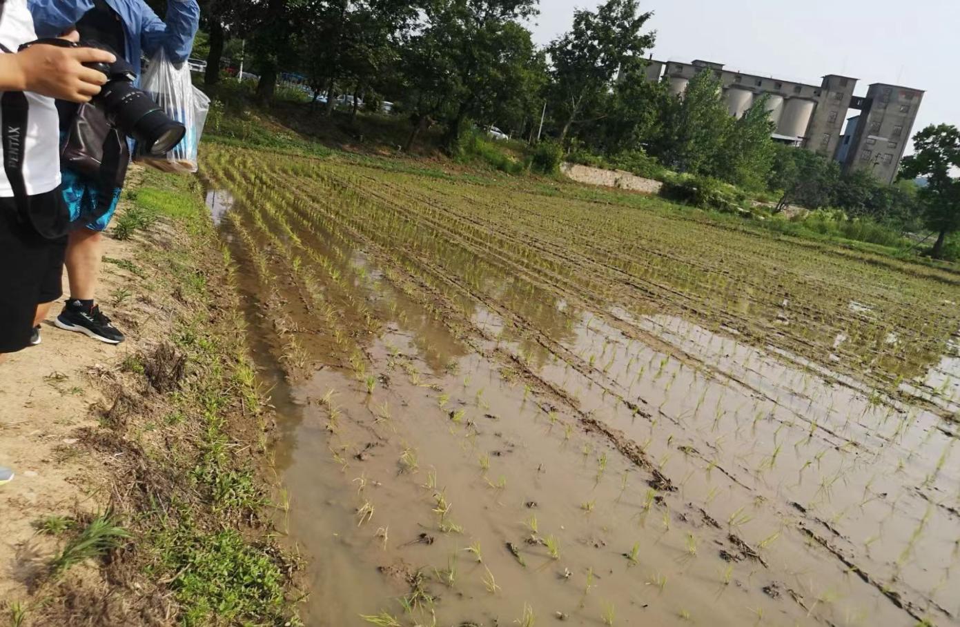【湖畔光影】田间插秧践初心 红色传承担使命——记金陵小学（仙林湖校区）劳动实践活动_html_3899b2fb.jpg