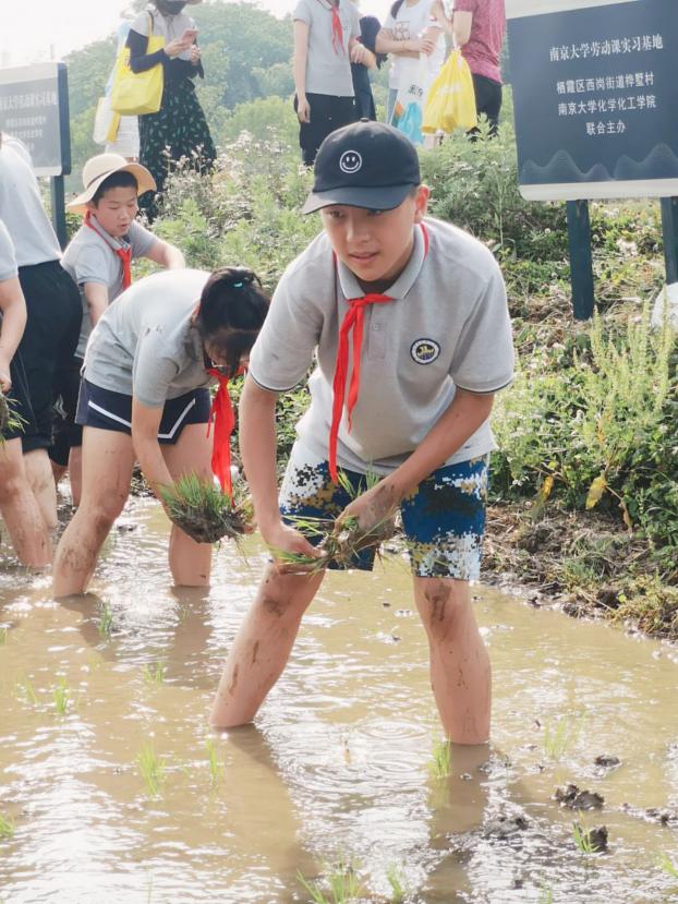 【湖畔光影】田间插秧践初心 红色传承担使命——记金陵小学（仙林湖校区）劳动实践活动_html_6c4b3502.jpg