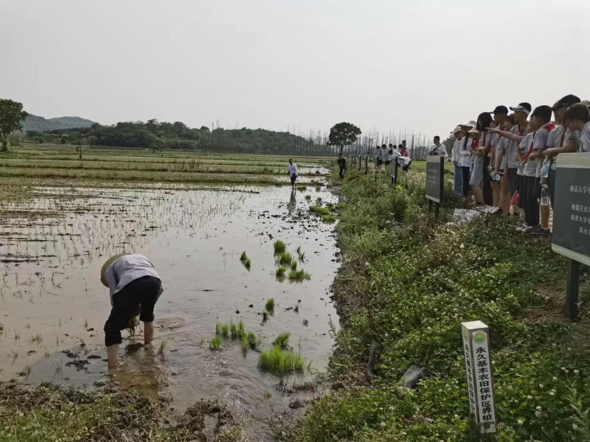 【湖畔光影】田间插秧践初心 红色传承担使命——记金陵小学（仙林湖校区）劳动实践活动_html_2b1bbc37.jpg
