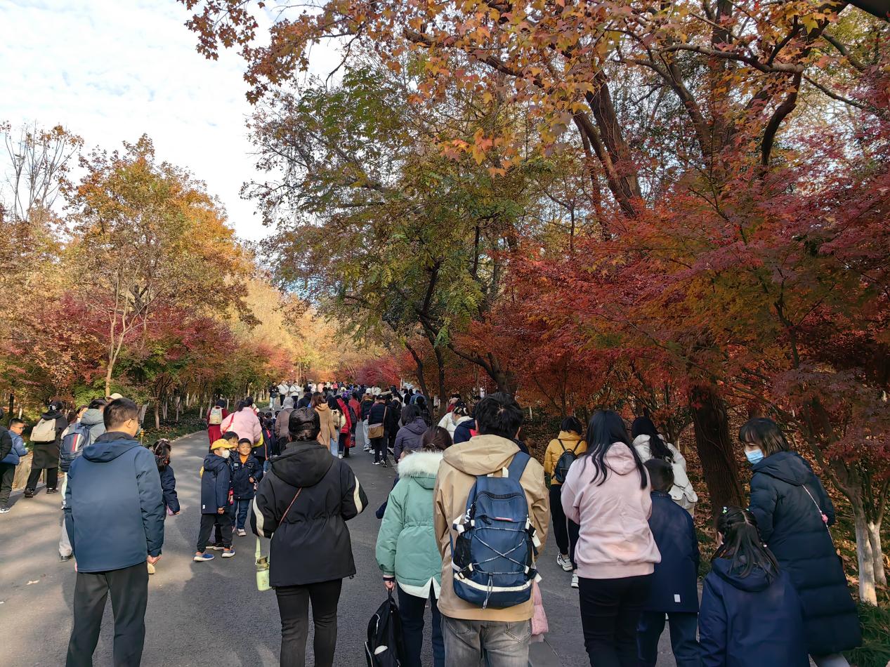 【湖畔·红领巾】同游栖霞山，共赏红枫节——记金陵小学（仙林湖校区）2023级5班团建活动_html_2fea3f3.jpg