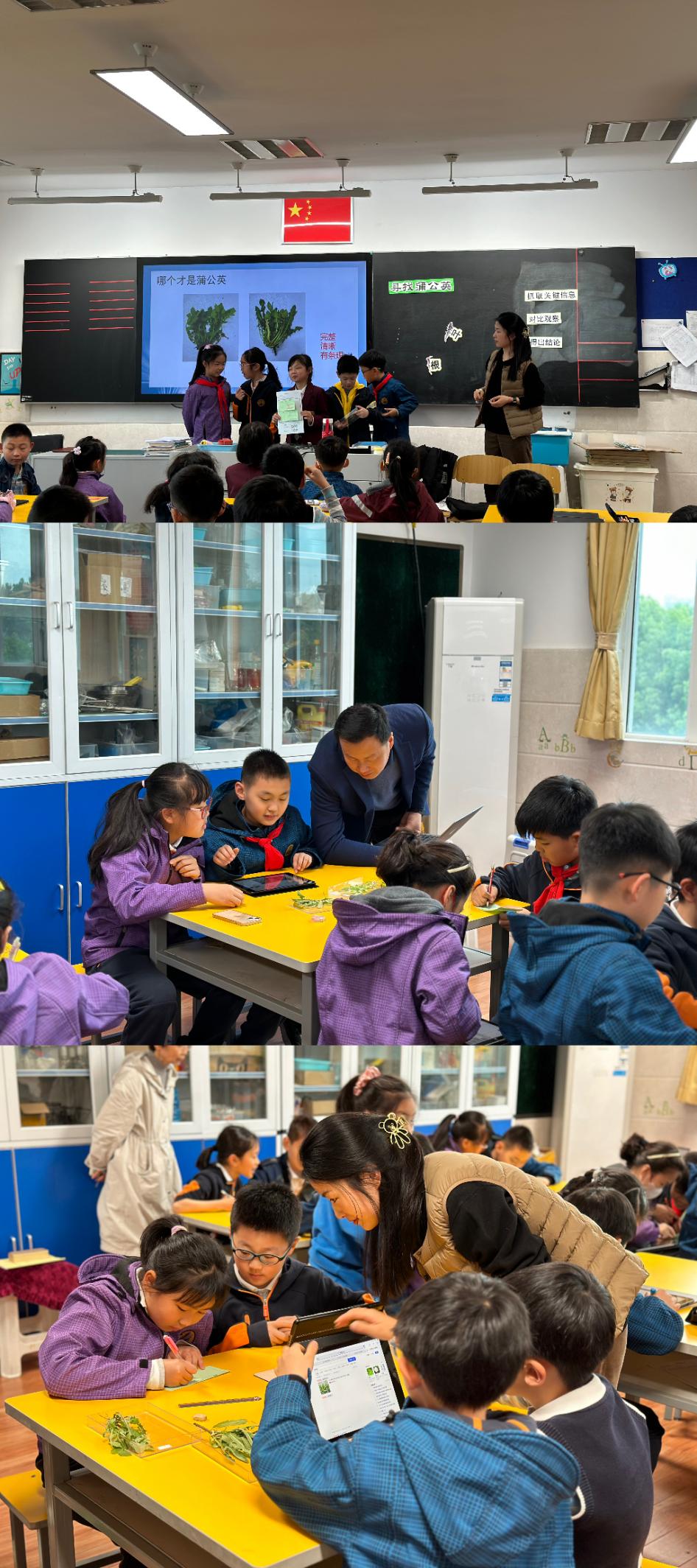 【博学广志】中草药引领实践 蒲公英伴我成长——金小广志主题实践活动不断推进_html_m5c29a458.jpg