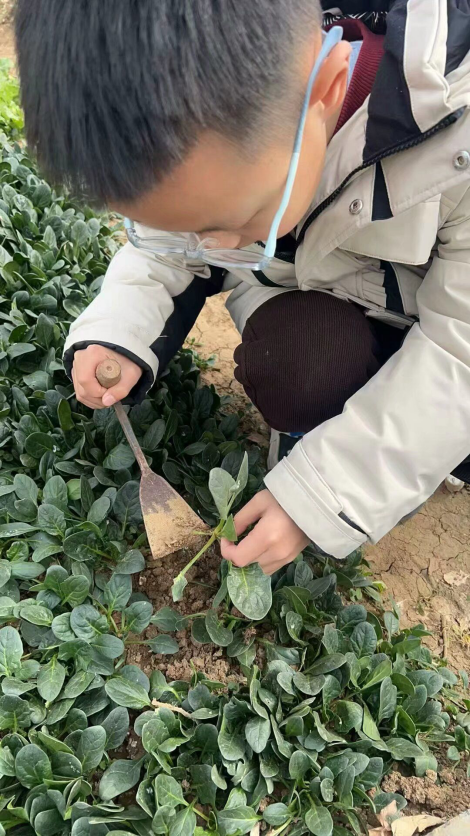 2025年寒假劳动活动_html_m29e69799.png