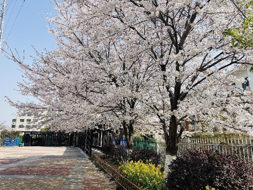 幕府山庄小学春日美景报道（二）_html_m6857b731.jpg