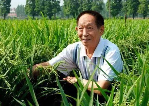 【阳光太阳城】缅怀袁隆平院士，珍惜每一粒粮食——花港一小党支部“我为群众做实事”系列活动