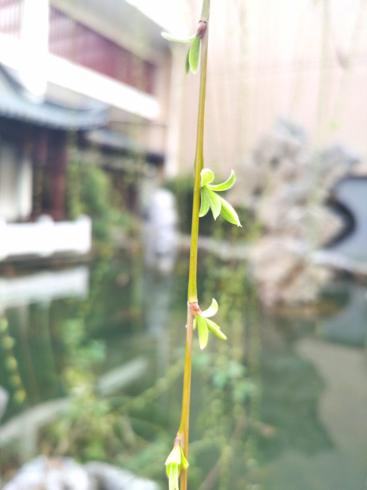 嫩芽1.jpg