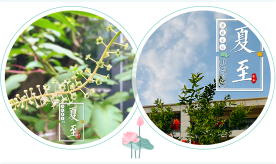【温暖金初·廿四节气】夏至——心有清宁静，但惜夏日长