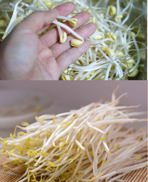 豆芽.png