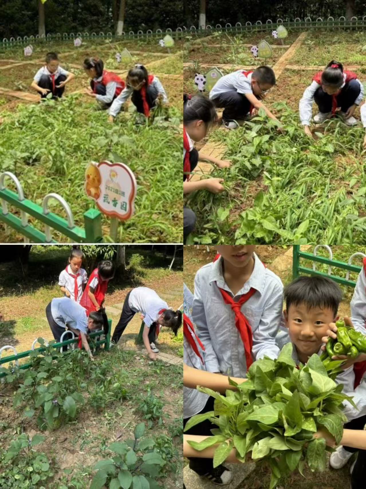【大爱青秀·教学】青苗为料，劳动成肴  ——记“青青耕读园”蔬菜采摘烹饪劳动实践活动