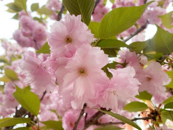 20210407樱花节活动报道_html_m2a88909b.jpg