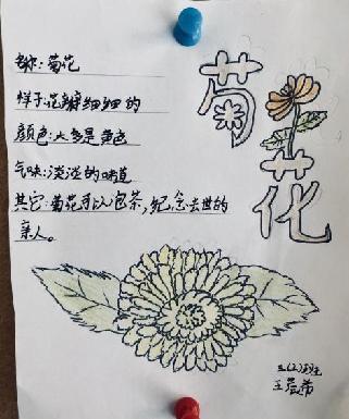 植物记录卡 亲近大自然_html_m761ad826.jpg