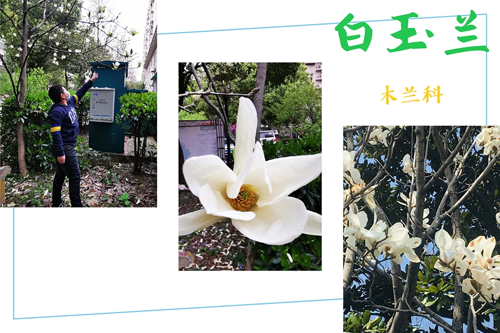 战“疫”助力学（三十七）——童学小课堂，花草小百科_html_37adb3c0.jpg