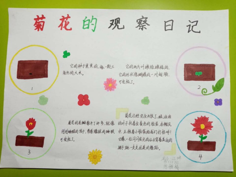 【灵美龙小·江畔】抗疫情 添绿意