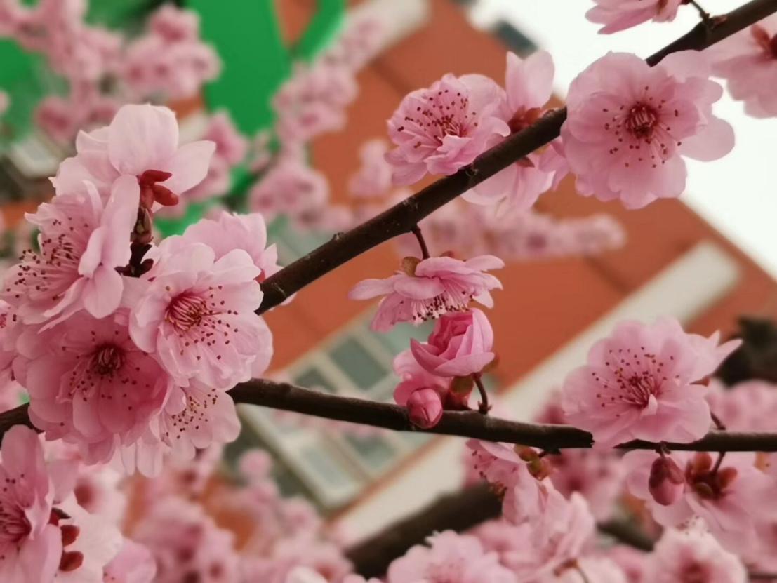 春风拂煦  风光无限  我盼你来——欢迎同学们回到母校_html_m69bada0a.jpg
