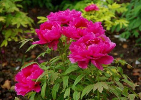 20190419谷雨活动_html_m5837effd.jpg