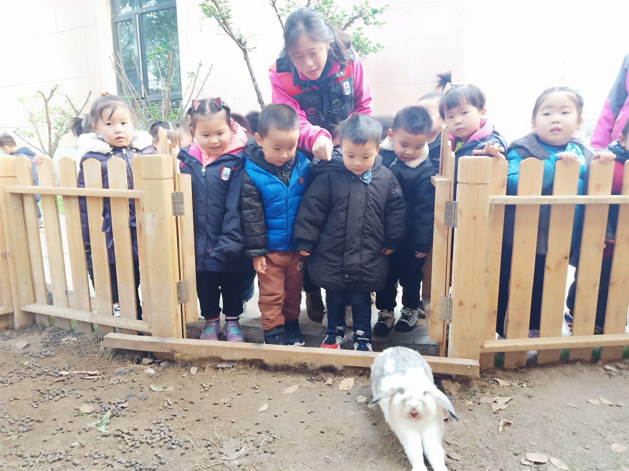 2020.1.8小五班小兔项目报道_html_m4ac104bc.jpg